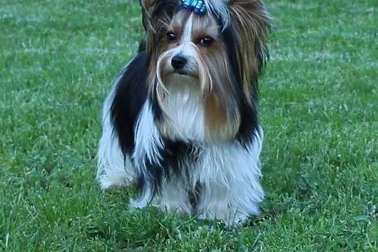 Biewer Yorkshire Terrier pieski na sprzedaż rodowód FCI ZKwP, Małopolskie, Kraków
