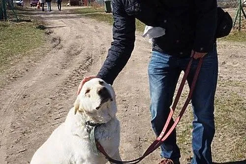 To ja, Wicek, proszę pomóż mi___