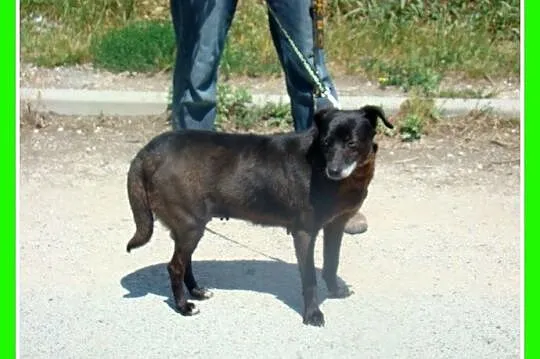 Spokojna,grzeczna, 5 letnia suna GABI,cicha,łagodna_Adopcja_