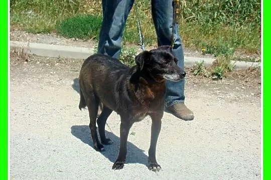 Spokojna,grzeczna, 5 letnia suna GABI,cicha,łagodn