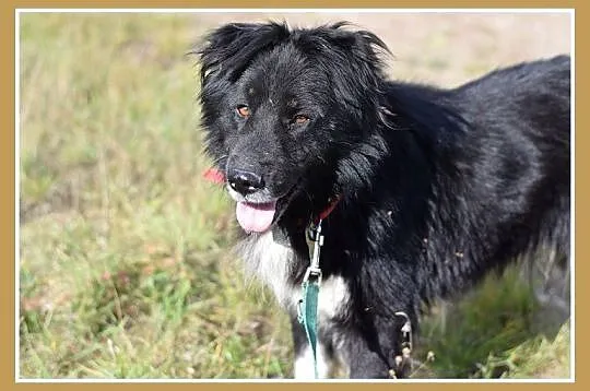 30 kg, przyjacielski,łagodny,spokojny pies BORDO_Adopcja
