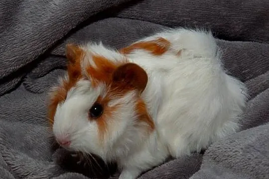 świnka morska cavia domowa  SAMIEC