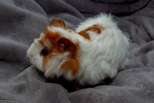 świnka morska cavia domowa  SAMIEC, Małopolskie, Koszyce Wielkie