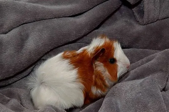świnka morska cavia domowa  SAMIEC, Małopolskie, Koszyce Wielkie