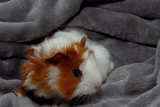 świnka morska cavia domowa  SAMIEC, Małopolskie, Koszyce Wielkie