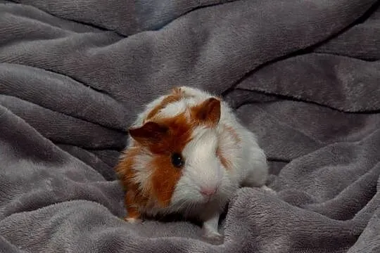 świnka morska cavia domowa  SAMIEC, Małopolskie, Koszyce Wielkie