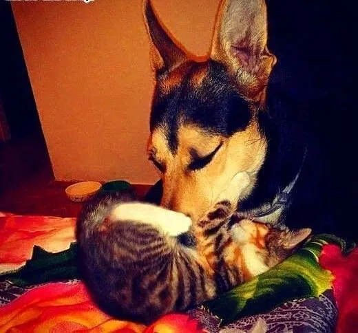 JAY-JAY aktywny psiak w typie owczarka do adopcji,