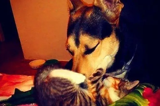 JAY-JAY aktywny psiak w typie owczarka do adopcji,