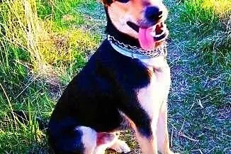 JAY-JAY aktywny psiak w typie owczarka do adopcji,