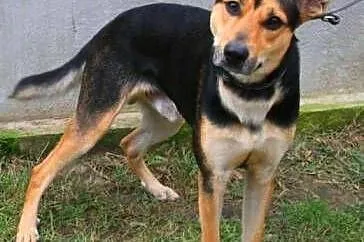 JAY-JAY aktywny psiak w typie owczarka do adopcji,