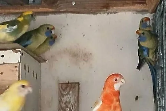 Sprzedam  rozelle różne