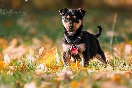 JJ - kochany 3 kg SZCZENIAK do ADOPCJI - rezolutna