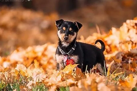 JJ - kochany 3 kg SZCZENIAK do ADOPCJI - rezolutna