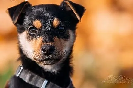 JJ - kochany 3 kg SZCZENIAK do ADOPCJI - rezolutna