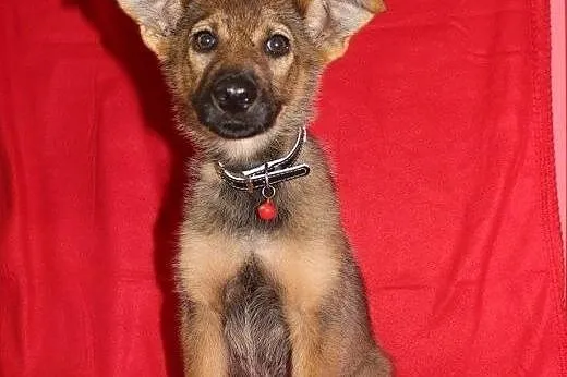 Zoja do adopcji,  małopolskie Kraków