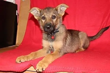 Zoja do adopcji,  małopolskie Kraków