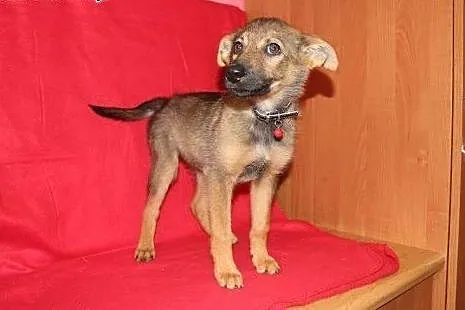 Zoja do adopcji,  małopolskie Kraków