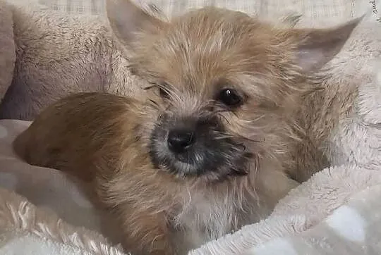 Yoreczka mała blondyneczka, Śląskie, Częstochowa