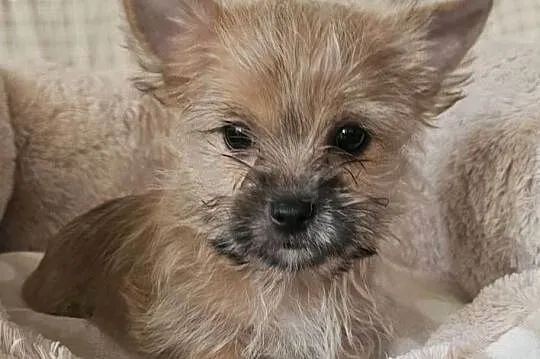 Yoreczka mała blondyneczka, Śląskie, Częstochowa