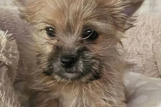 Yoreczka mała blondyneczka, Śląskie, Częstochowa