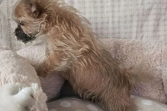 Yoreczka mała blondyneczka, Śląskie, Częstochowa