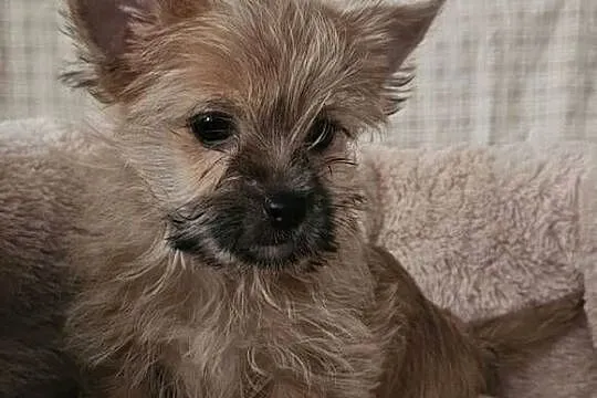 Yoreczka mała blondyneczka, Śląskie, Częstochowa