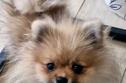 Pomeranian Szpic Miniaturowy..Barbie