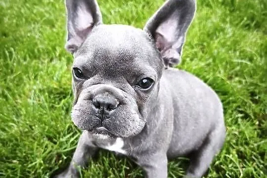 Buldog francuski
