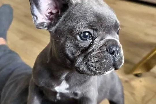 Buldog francuski, Mazowieckie, Sochaczew