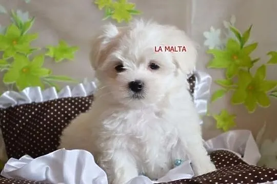 Maltańczyk Maltańczyki pieski