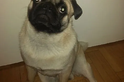 Mops reproduktor!!!,  pomorskie Gdańsk