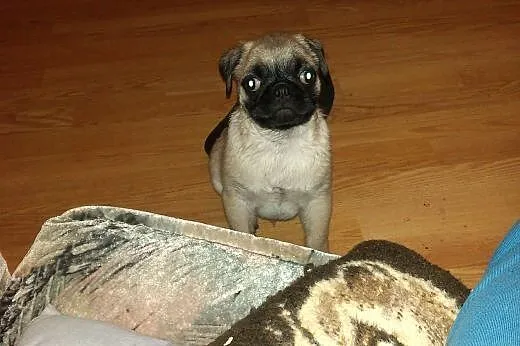 Mops reproduktor!!!,  pomorskie Gdańsk