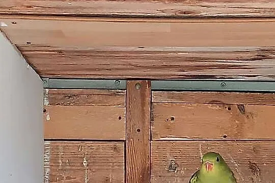 Papugi Górskie, Małopolskie, Koźmice Wielkie
