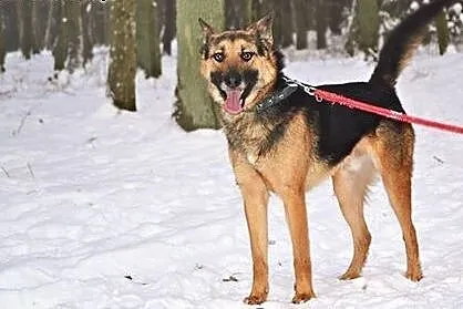 Drops - pilnie szuka domu, odpowiedzialnych Opieku