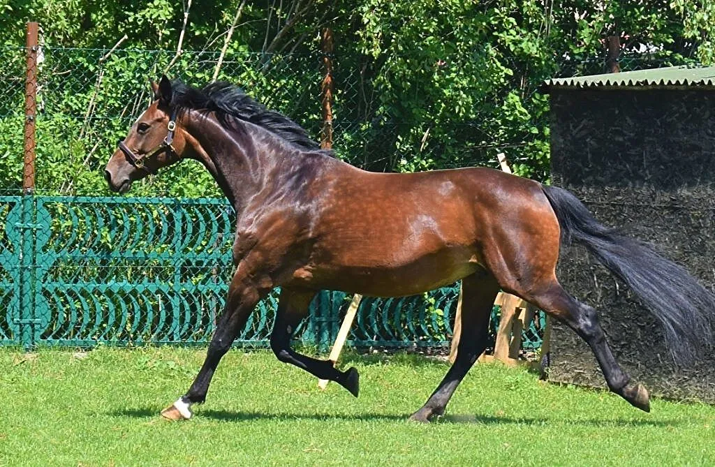 Klacz ze źrebakiem, , Dobromierz