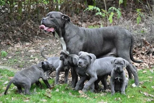 Najlepszym pet rodzina (pitbull) szuka nowego domu email..{{emanuellepatricia71@gmail.com