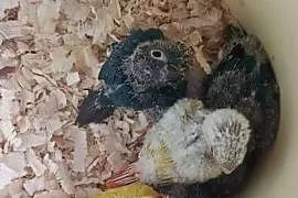 Papugi rudosterki ręcznie karmione