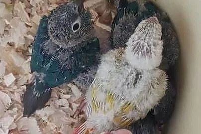 Papugi rudosterki ręcznie karmione, Śląskie, Tychy