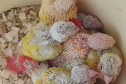 Papugi rudosterki ręcznie karmione, Śląskie, Tychy