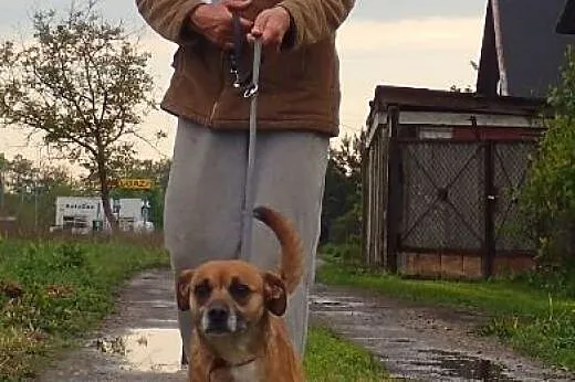 Venus średniej wielkości sunia,  Kundelki cała Pol
