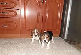 Beagle -śliczne szczeniaki, Bączylas