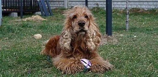 Kochany Spajki do adopcji , mazowieckie Warszawa
