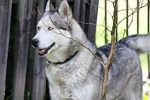 KUSKO- energiczny, inteligentny pies husky do adopcji,  łódzkie Łódź