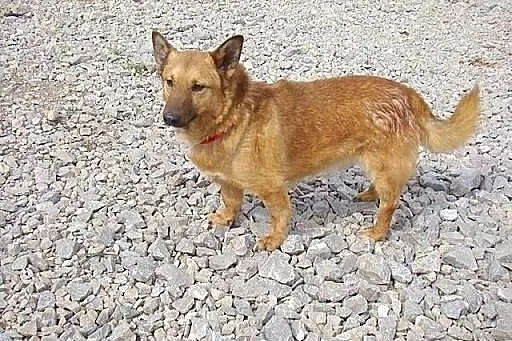 Przyjazny,młody ,nieduży pies.ADOPCJA !,  małopolskie Kraków