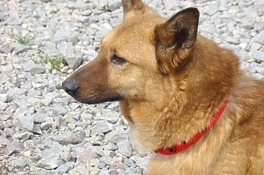 Przyjazny,młody ,nieduży pies.ADOPCJA !,  małopols