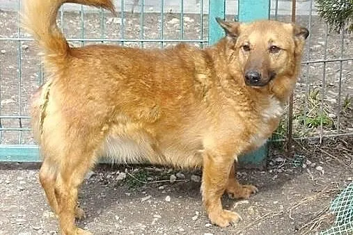 Przyjazny,młody ,nieduży pies.ADOPCJA !,  małopols