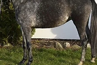 AQHA Sprzedam, Drezdenko