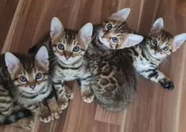 Piękne kocięta bengalskie gotowe na nowy, stały dom ????????