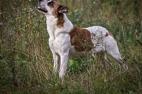 Sara – śliczna „krówka” do adopcji,  kujawsko-pomorskie Toruń