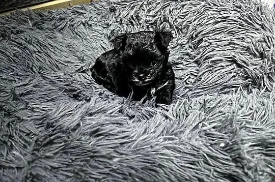 York Black piesek malutki piękny rodowód